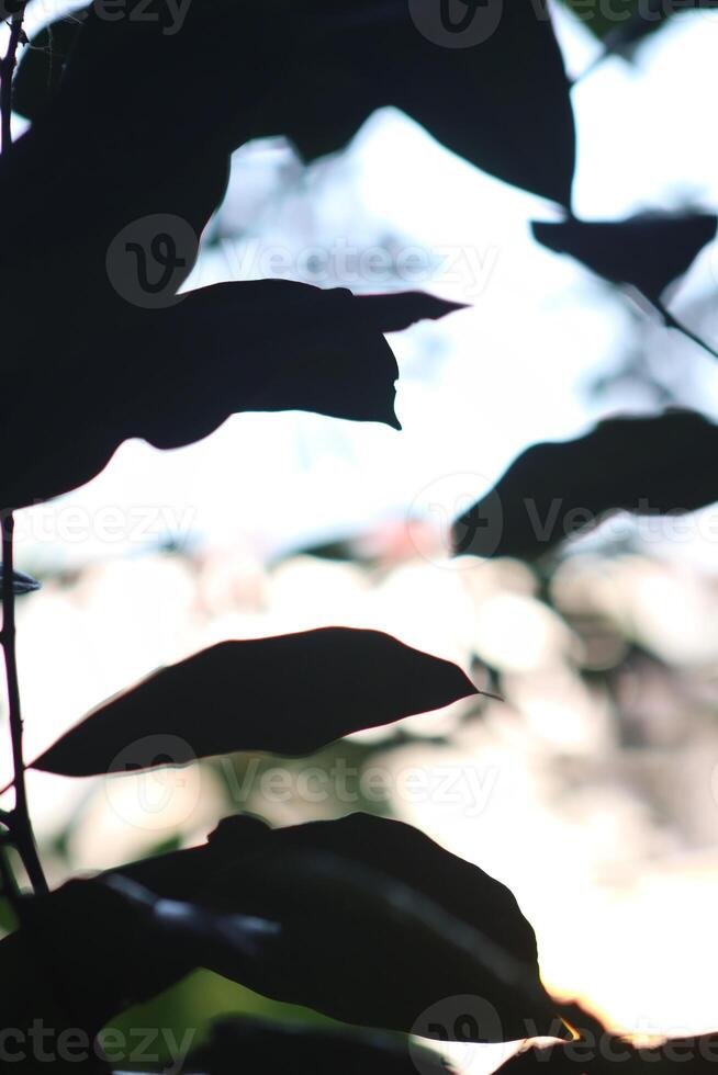 A close up of a tree with leaves photo