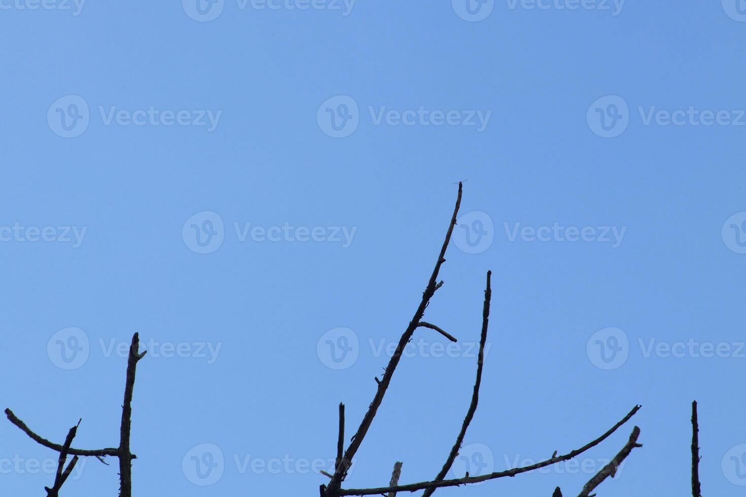 A bird perched on a tree branch against a blue sky photo