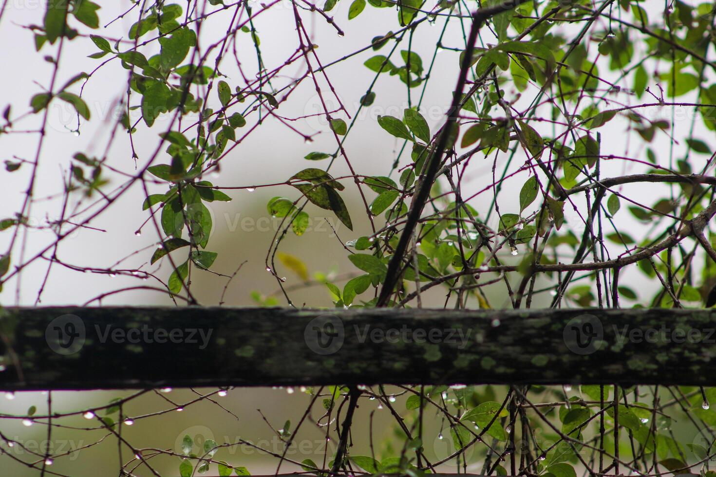 A bird perched on a tree branch with leaves photo