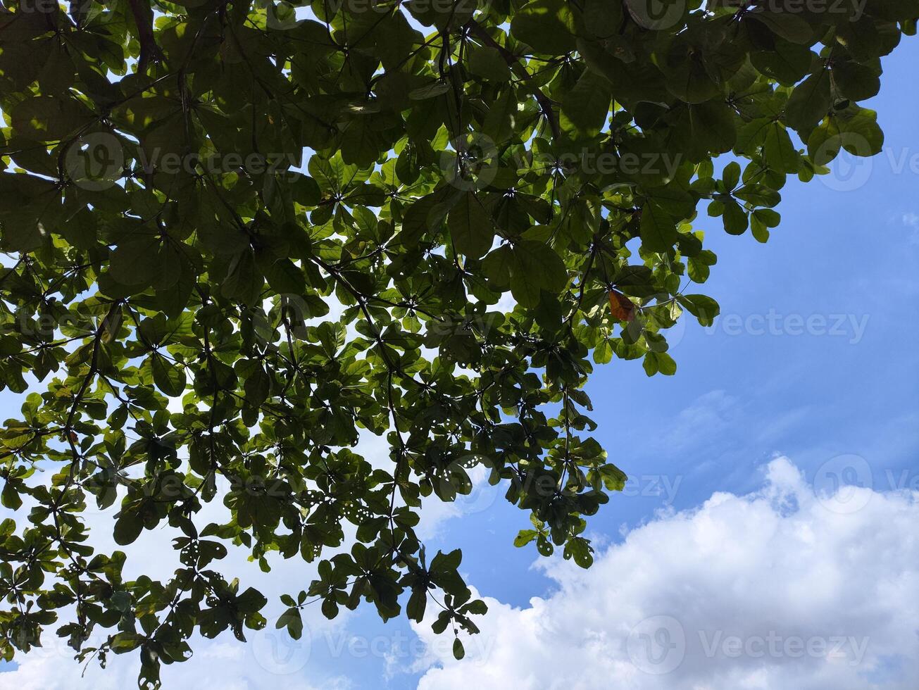 A view of a tree with a sky background photo
