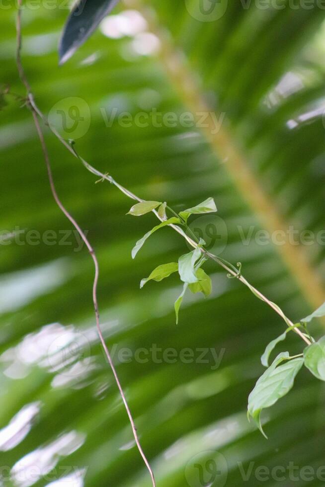 A green leaf on a branch in the jungle photo
