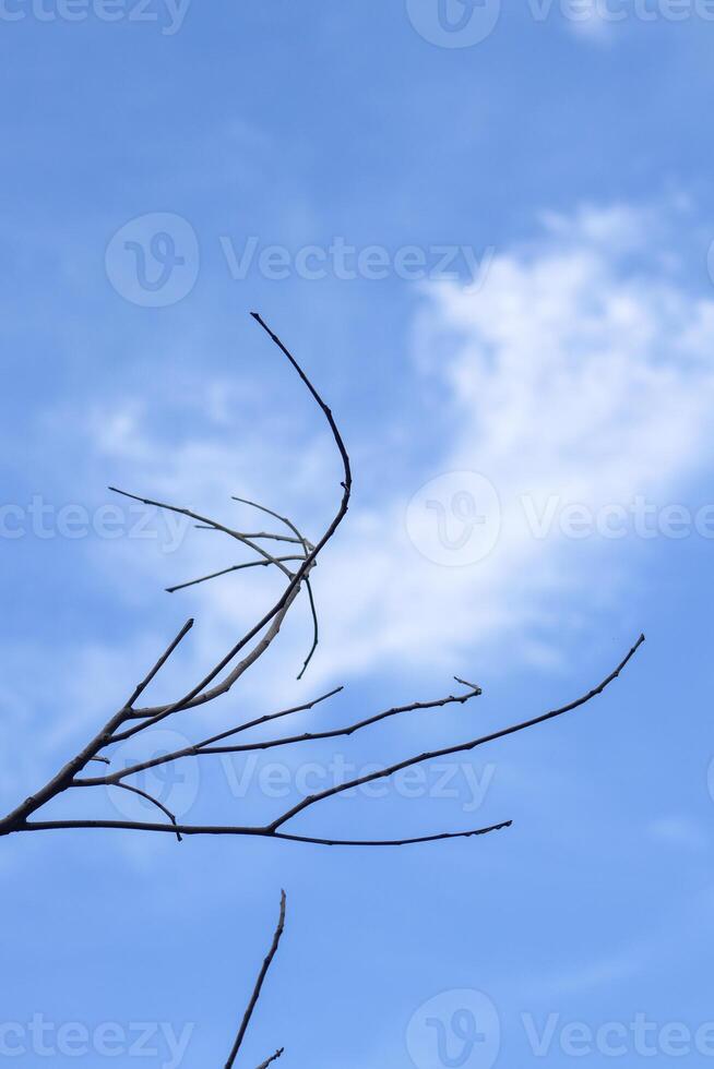 A bird is perched on a branch of a tree photo