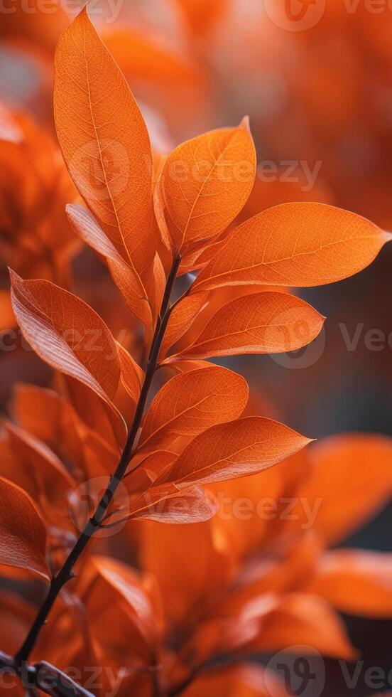 Close-up of orange autumn leaves on a branch with a blurred background. Nature and seasonal photography photo