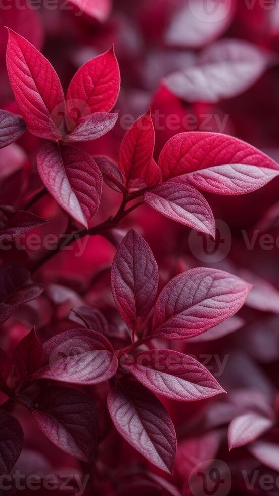 Close-up of red leaves with detailed textures. Macro vertical photography capturing vibrant foliage and natural patterns photo
