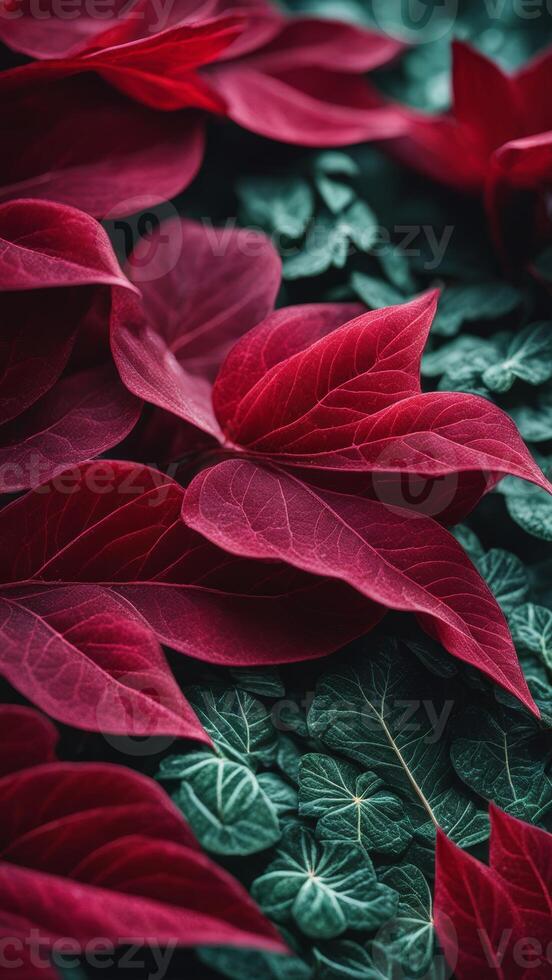 Red and green tropical leaves close-up with detailed texture. Botanical vertical background photo