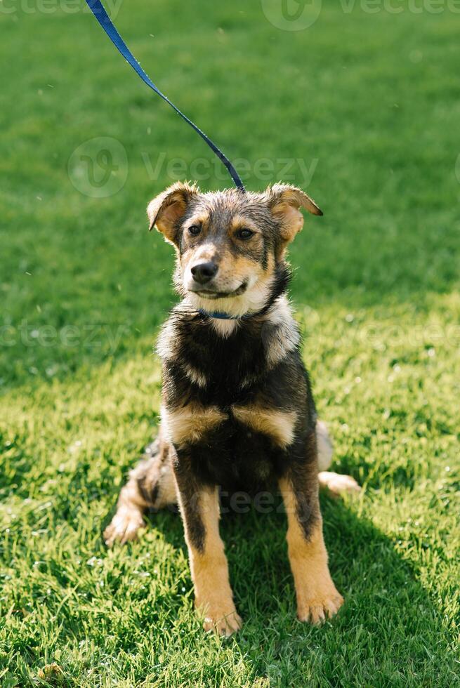 Smiling playful black-red mixed breed dog in the field on a leash enjoys a walk photo