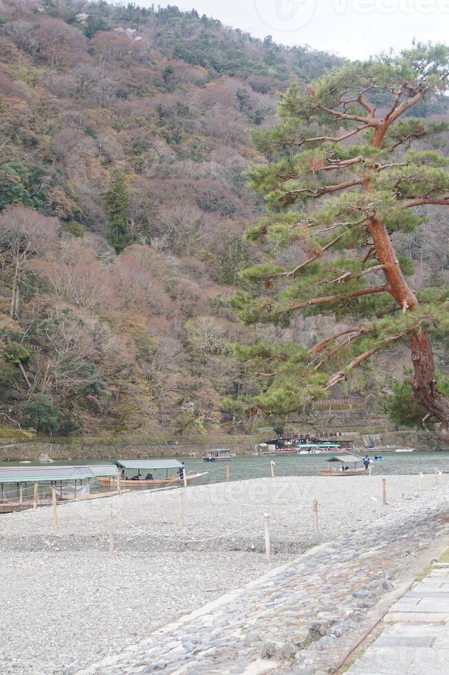 A large pine tree photo