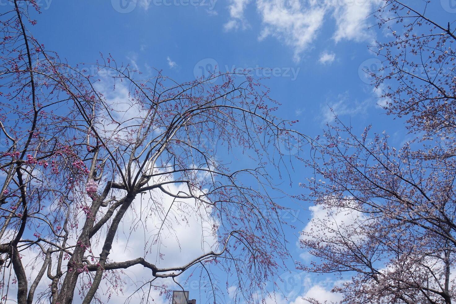 A tree with pink flowers and a blue sky photo