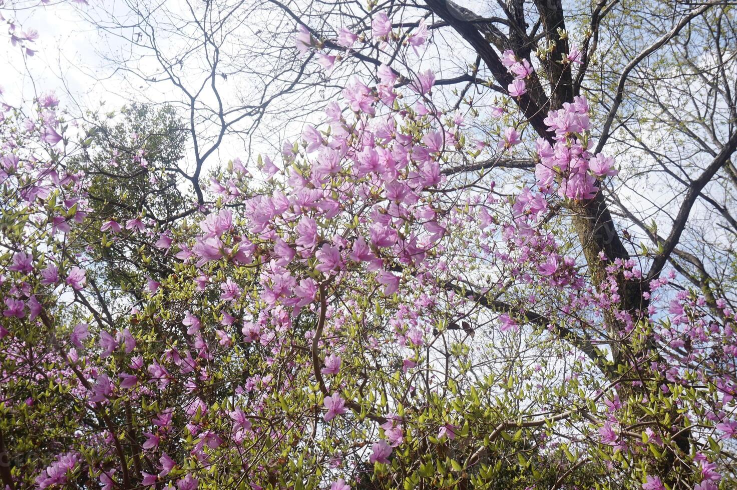A tree with pink flowers in the middle of a forest photo