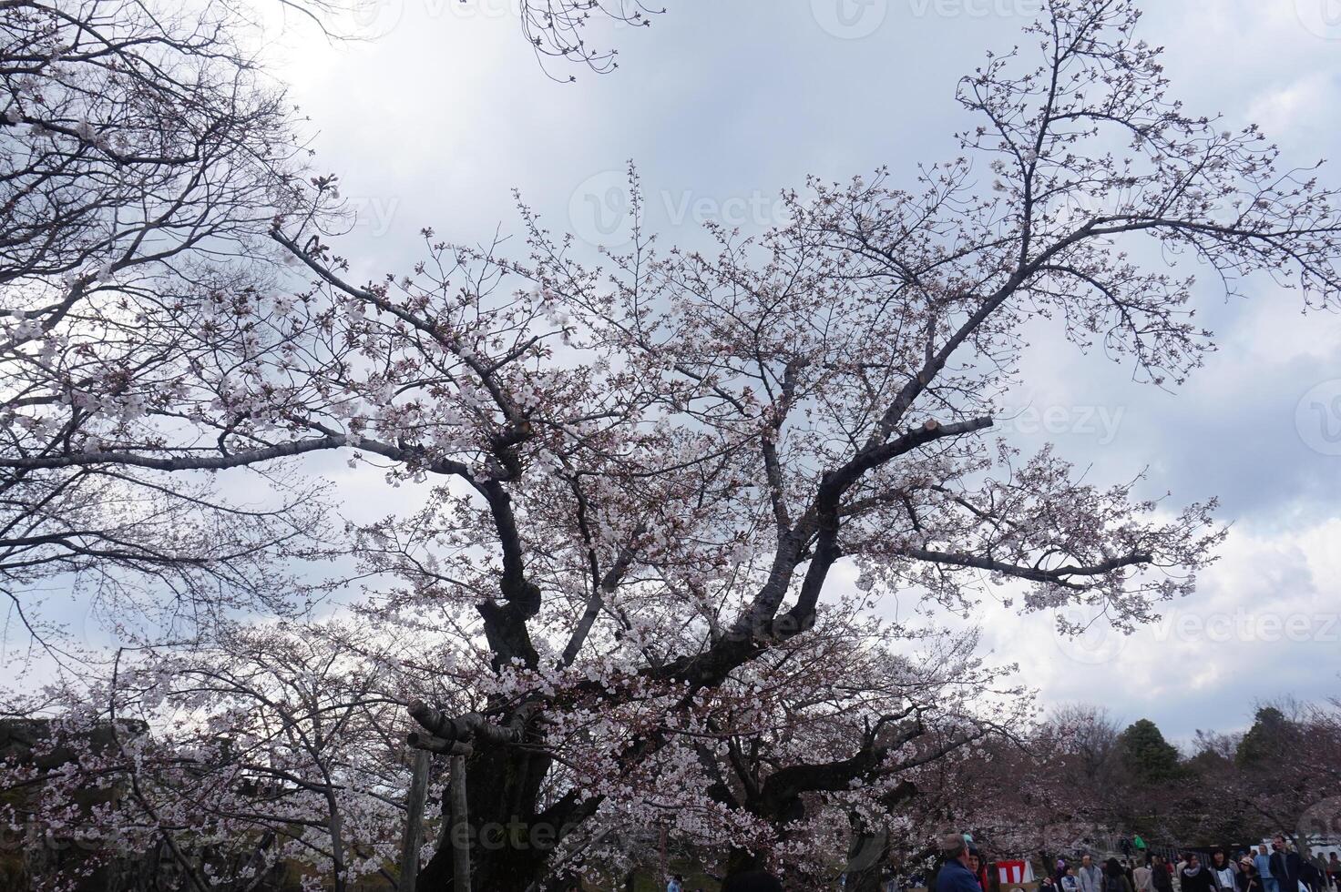 A large tree with many blossoms photo