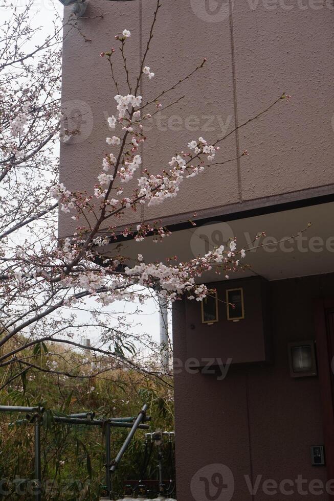 A tree with flowers in front of a building photo