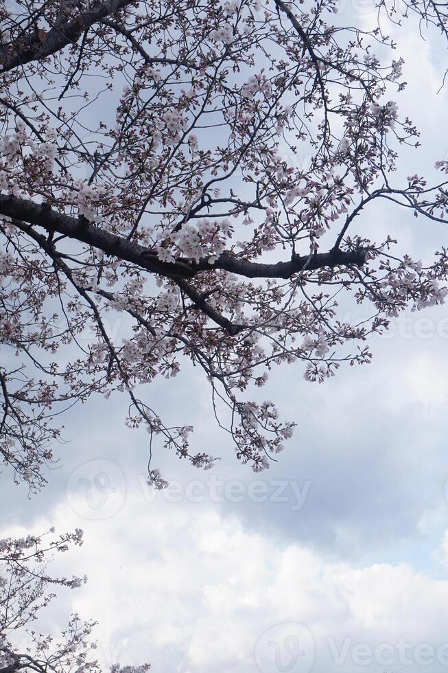 A tree with pink flowers against a cloudy sky photo