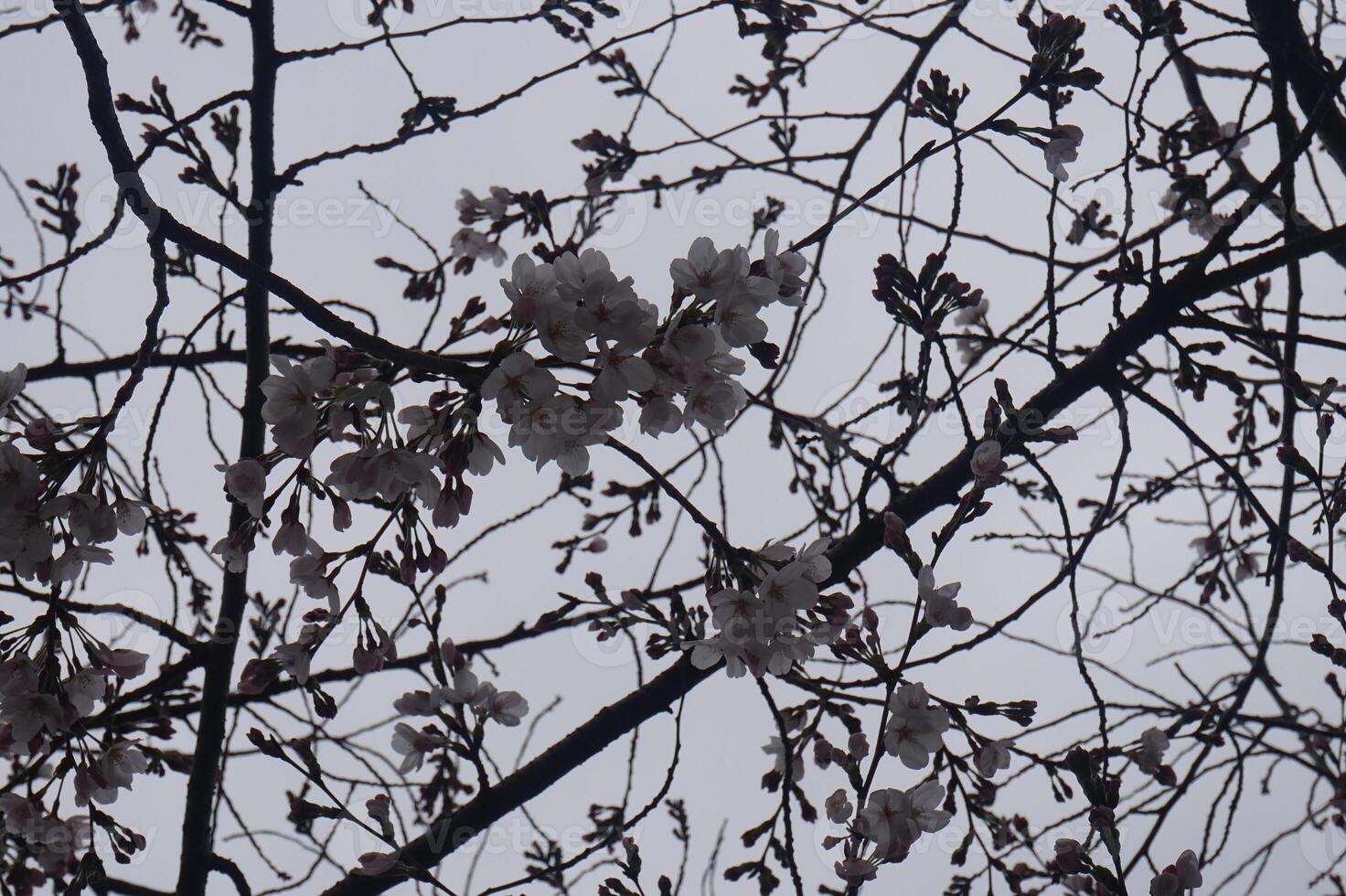 A tree with flowers on it and a bird on it photo