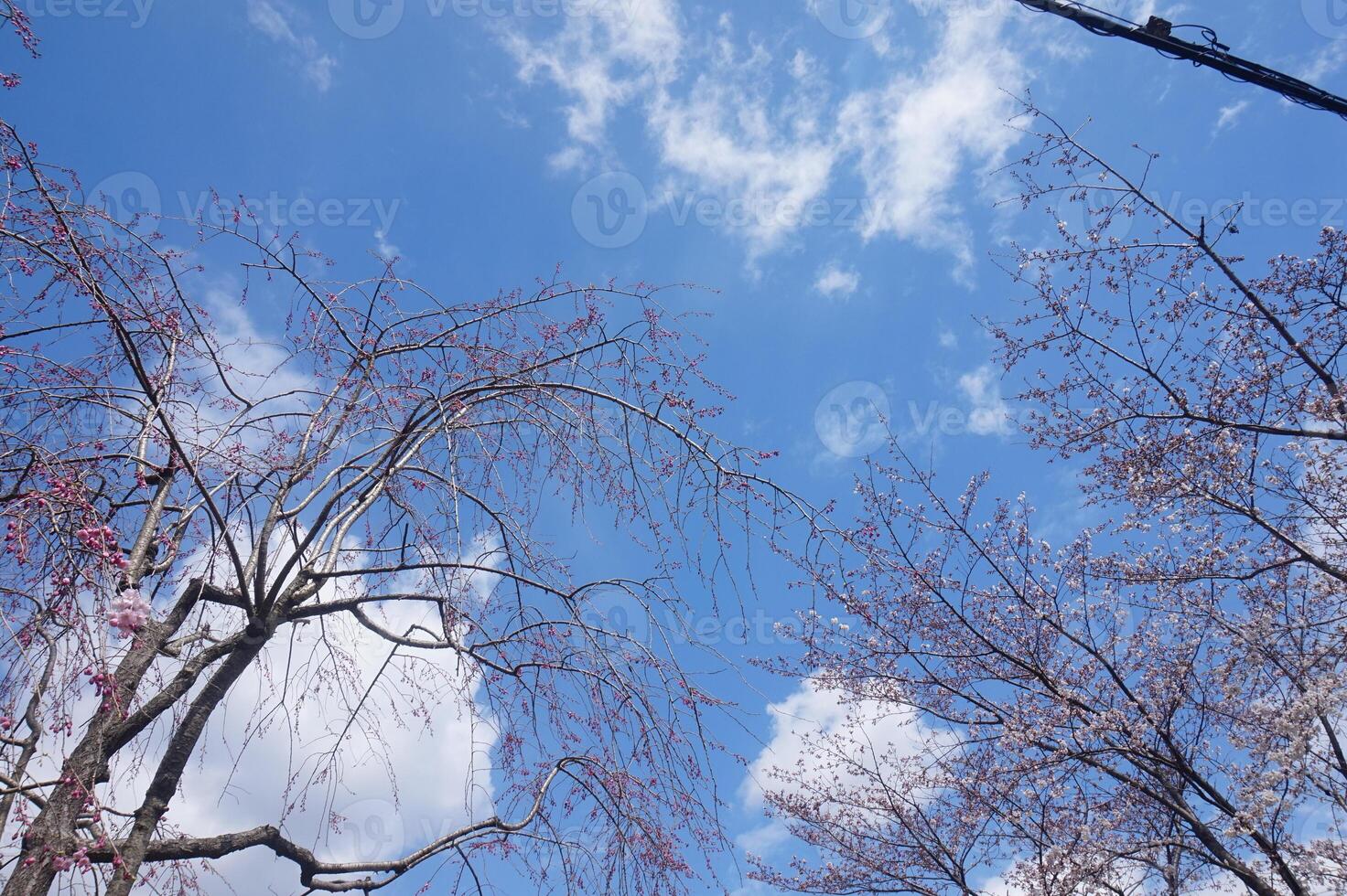 A view of trees with pink flowers against a blue sky photo