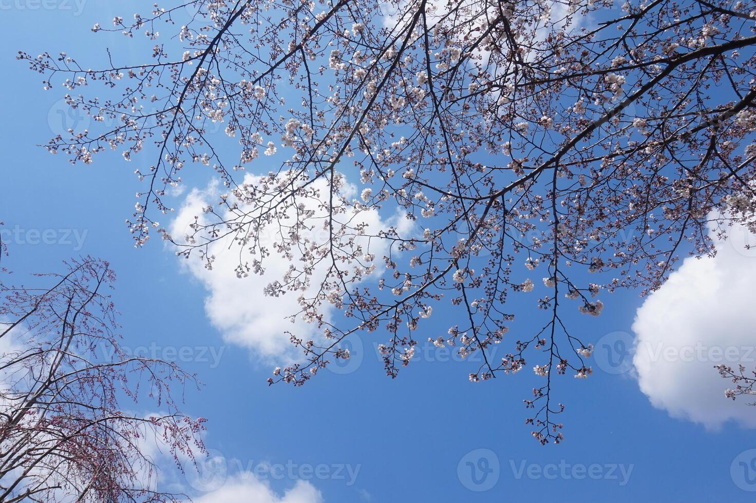 A view of the sky and trees with white flowers photo