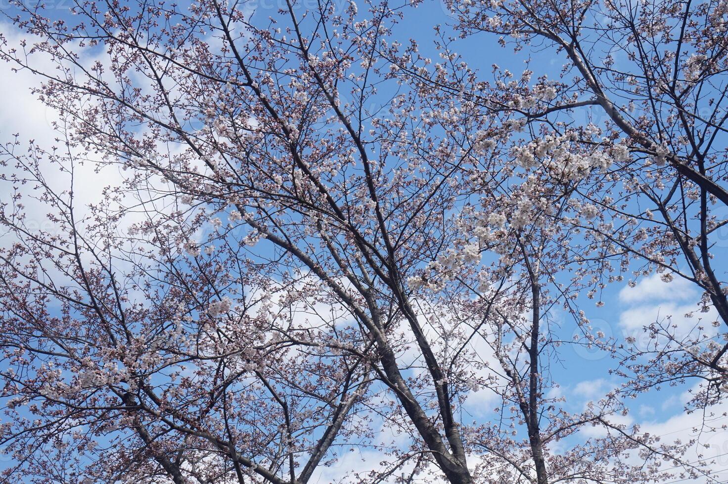 Cherry blossoms in the sky photo