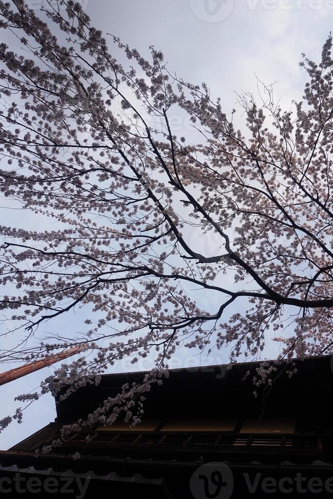 A tree with white blossoms photo