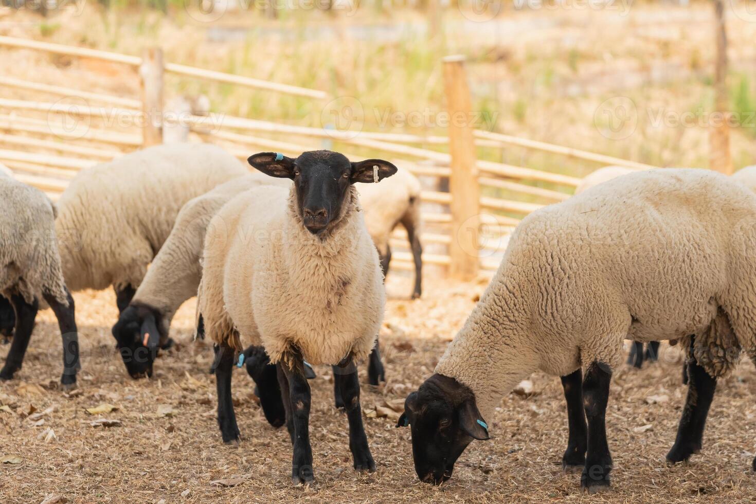 A group of sheep are grazing in a field photo