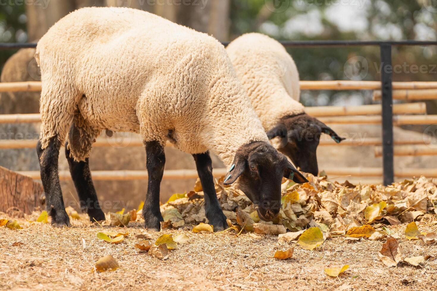 Two sheep are eating leaves in a field photo