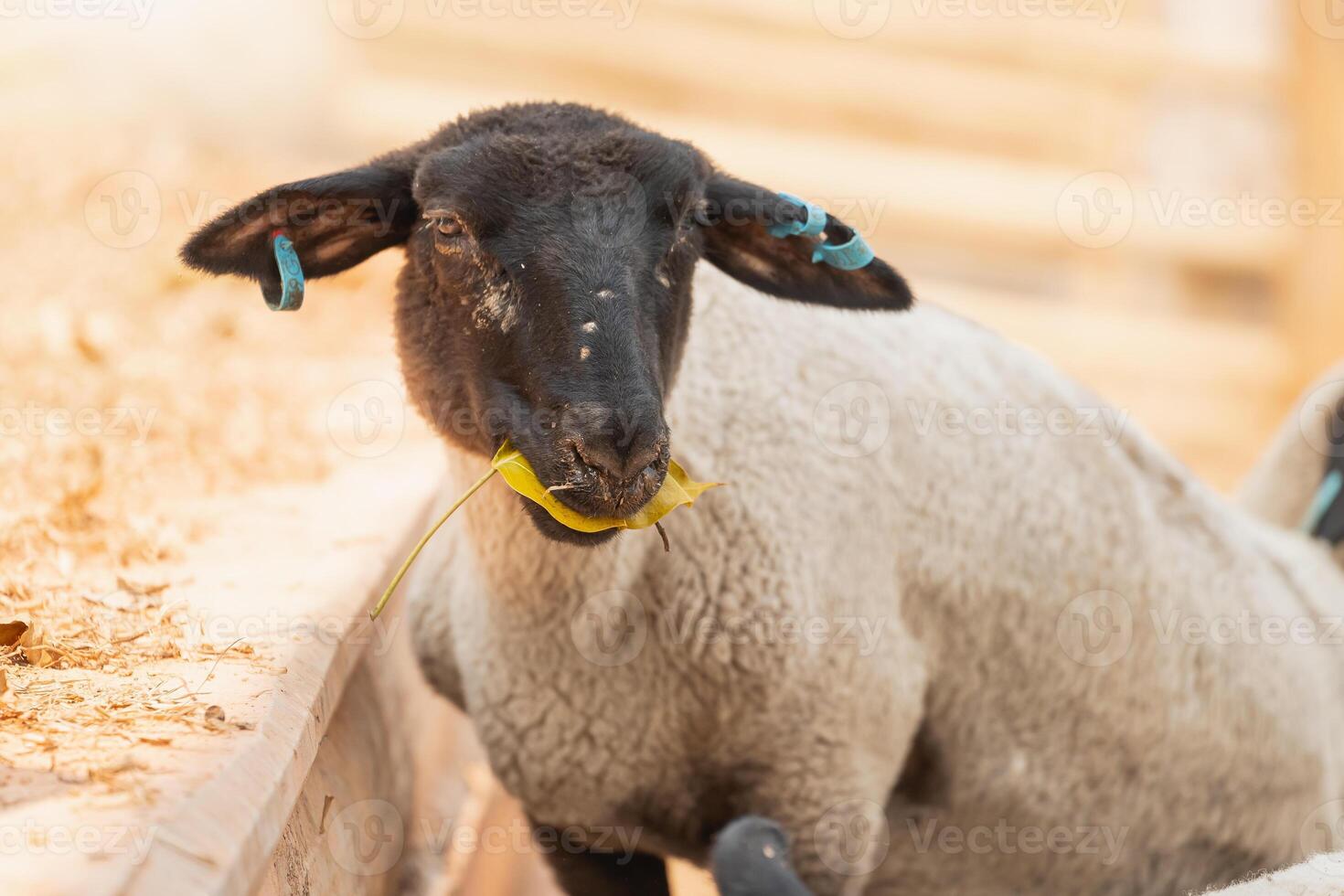 A sheep is eating a leaf photo