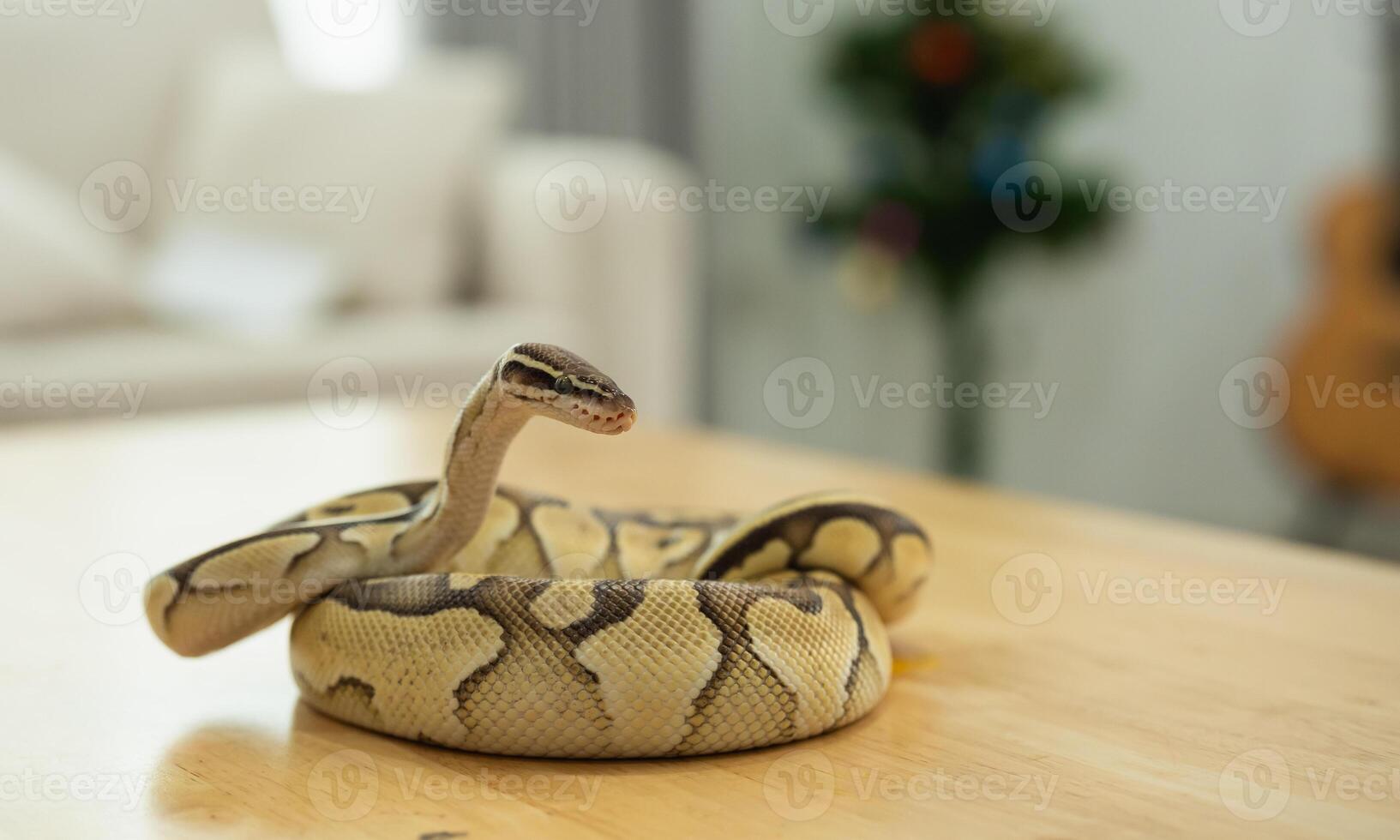 A small snake is laying on a wooden table photo