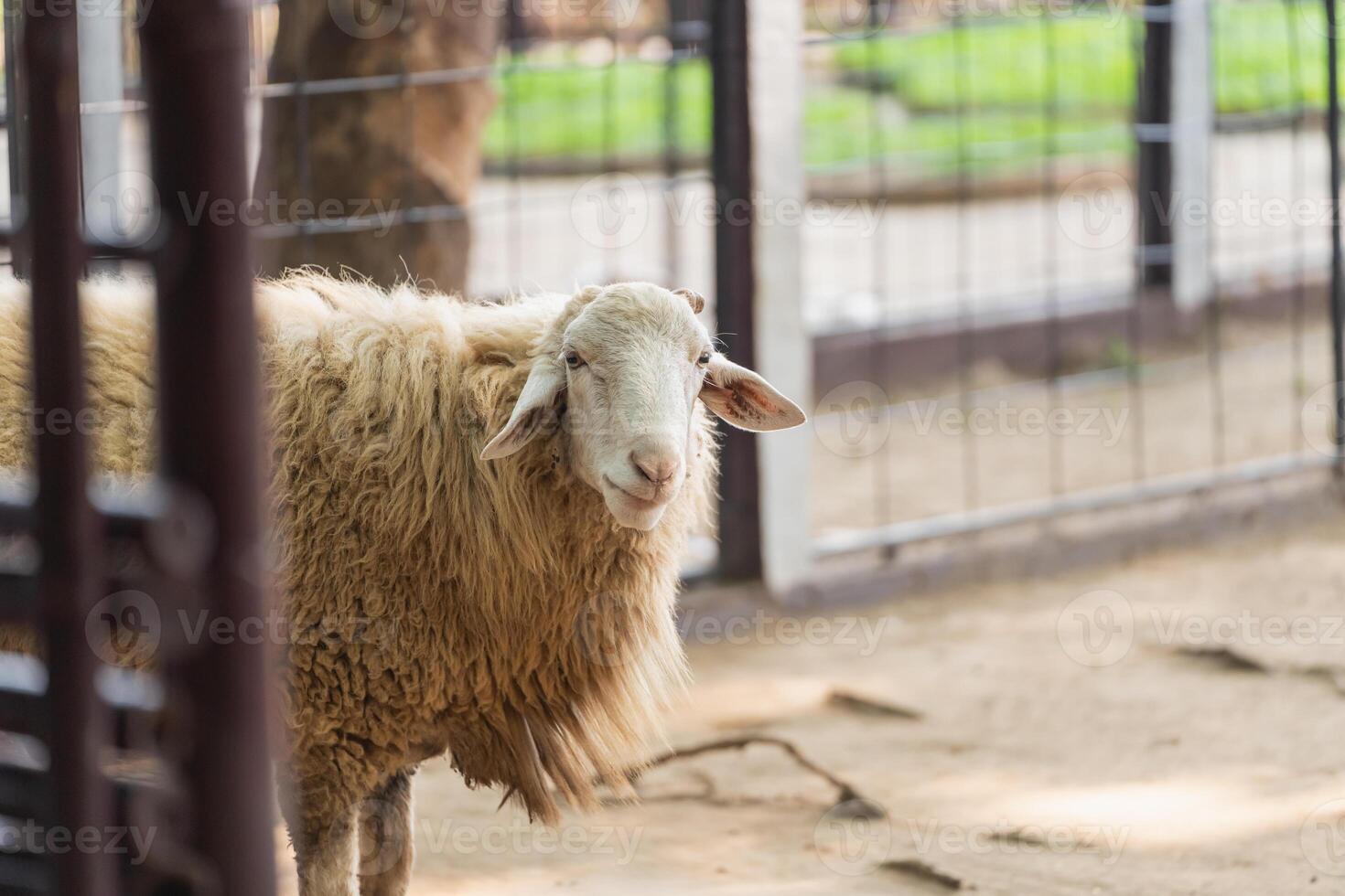 A sheep is standing in a pen with a fence photo