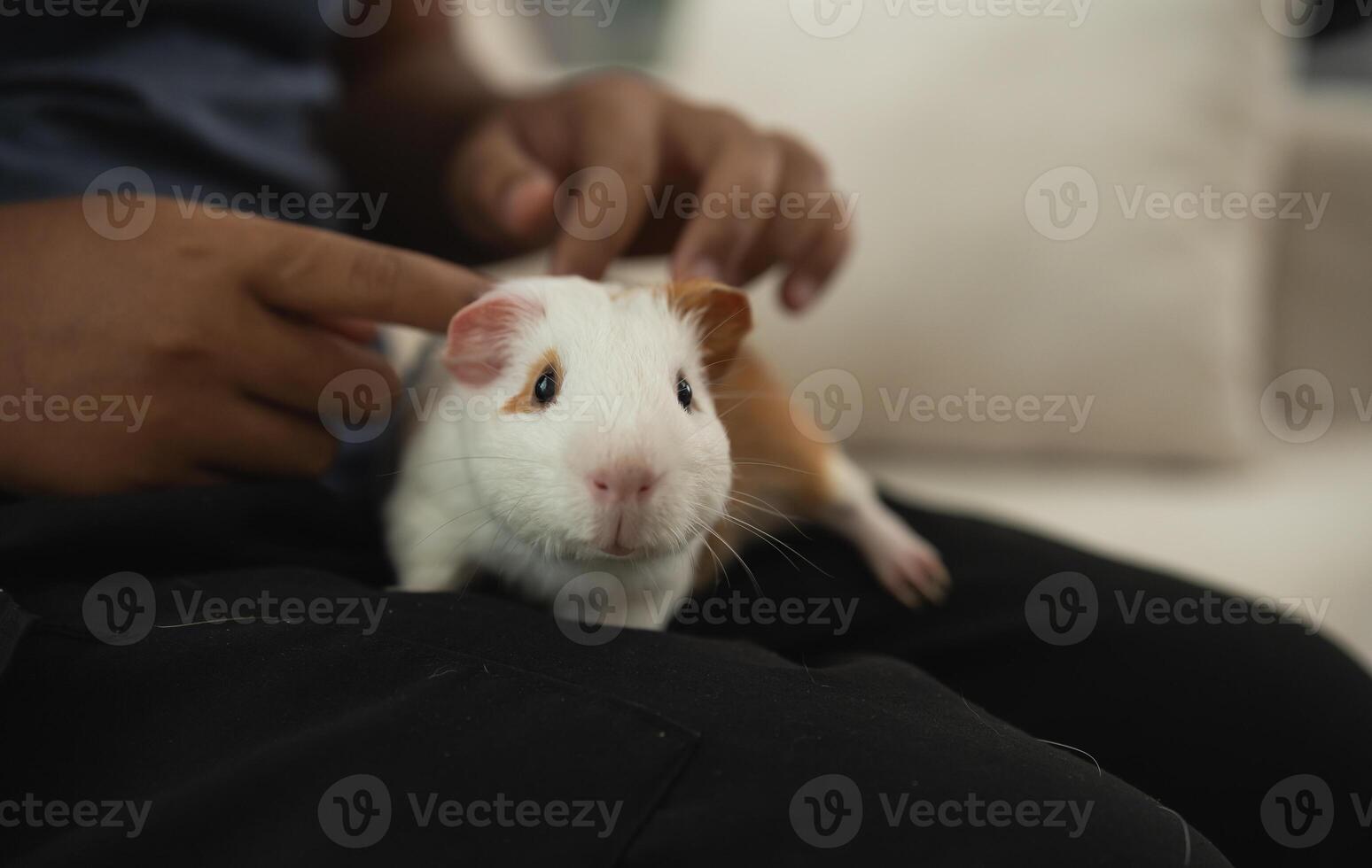A person is petting a small white and brown guinea pig photo