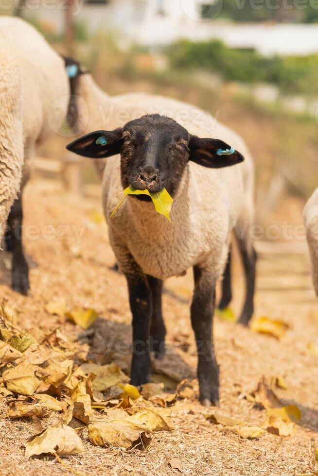 A baby sheep is eating a leaf photo