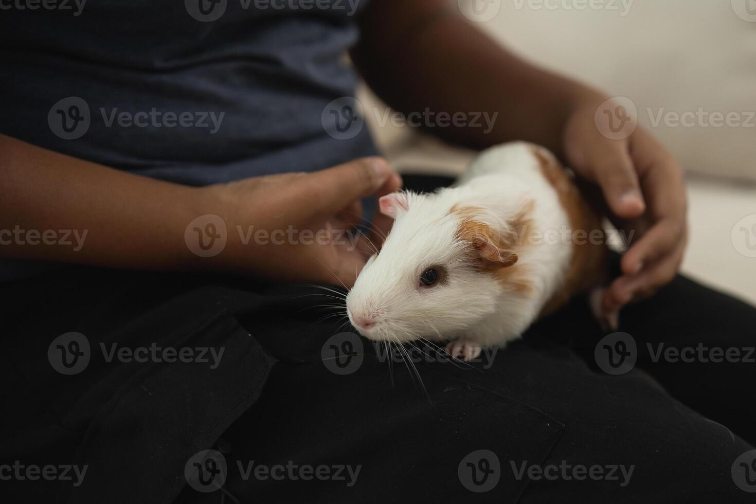 A person is holding a small white and brown guinea pig photo