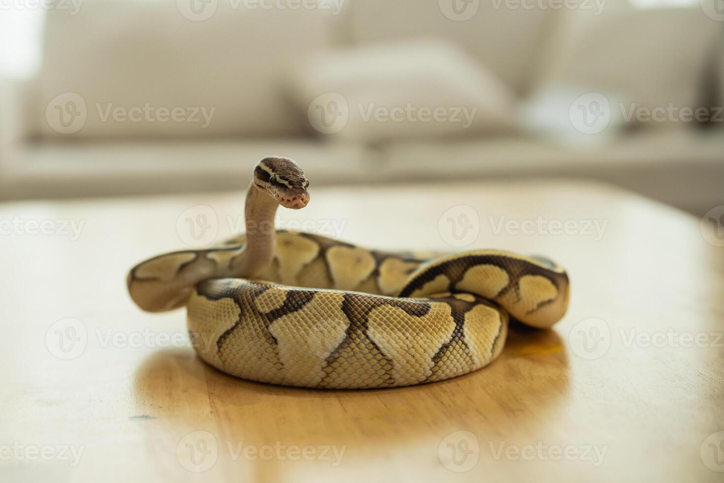 A small snake is laying on a wooden table photo