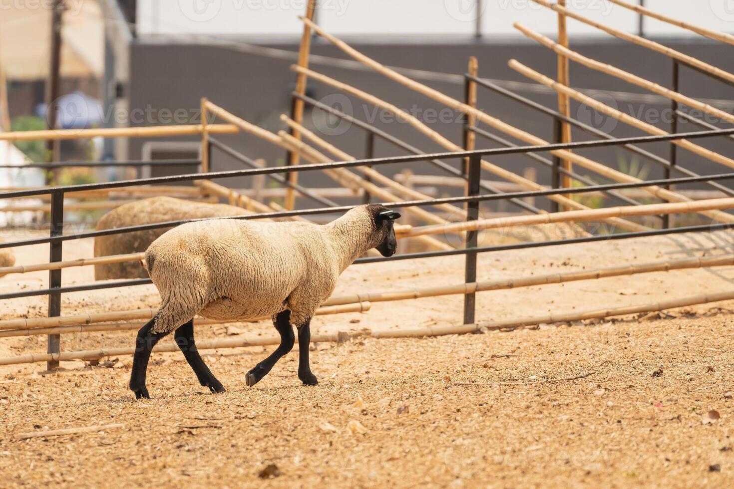 A sheep is walking in a field with a fence behind it. The sheep is the main focus of the image, and the fence serves as a background photo