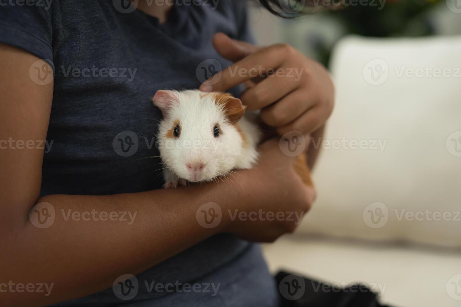 A person is holding a small white and brown guinea pig photo