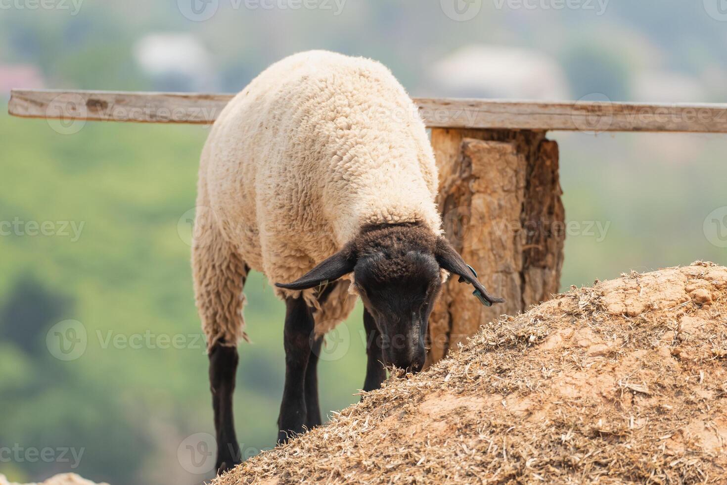 A sheep is eating grass on a hill photo