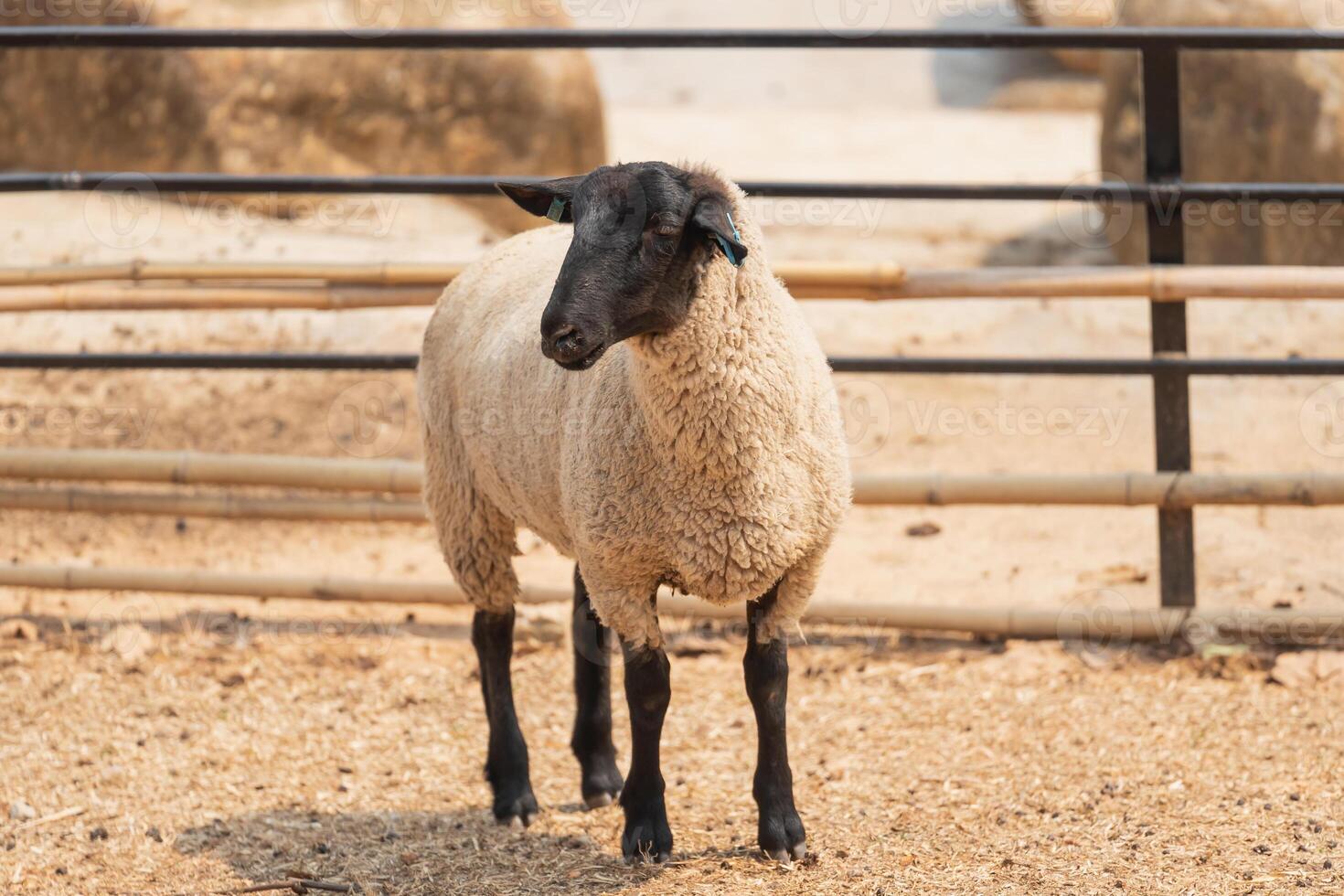 A sheep is standing in a pen with a fence photo