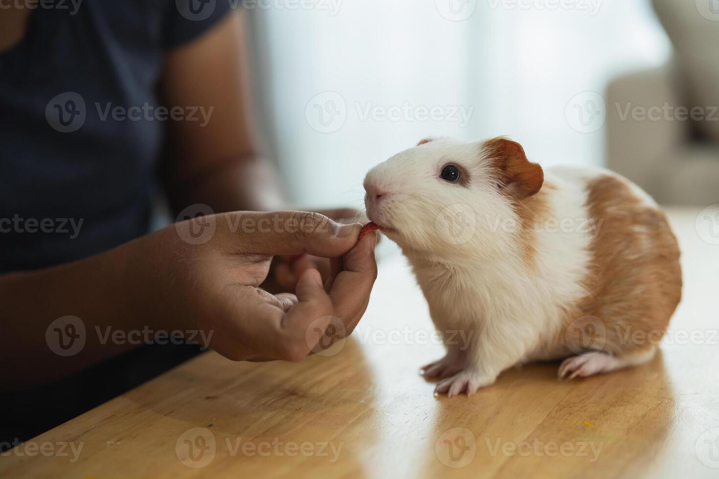 A person is feeding a small brown and white guinea pig photo