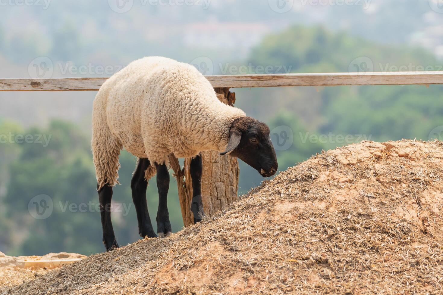 A sheep is eating grass on a hill photo