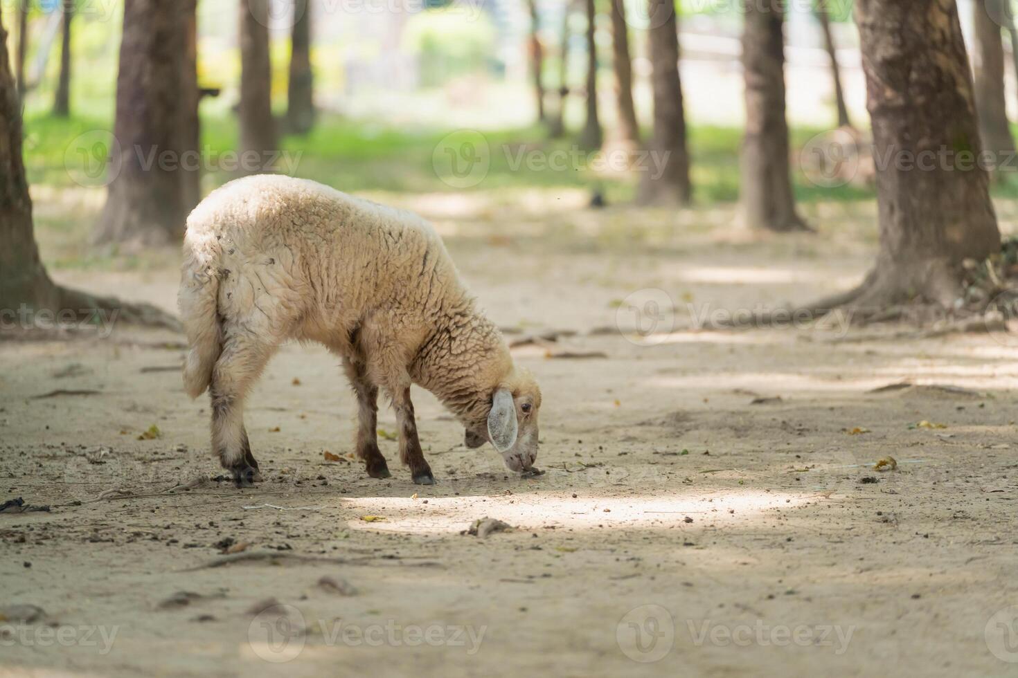 A sheep is grazing in a field of dirt photo
