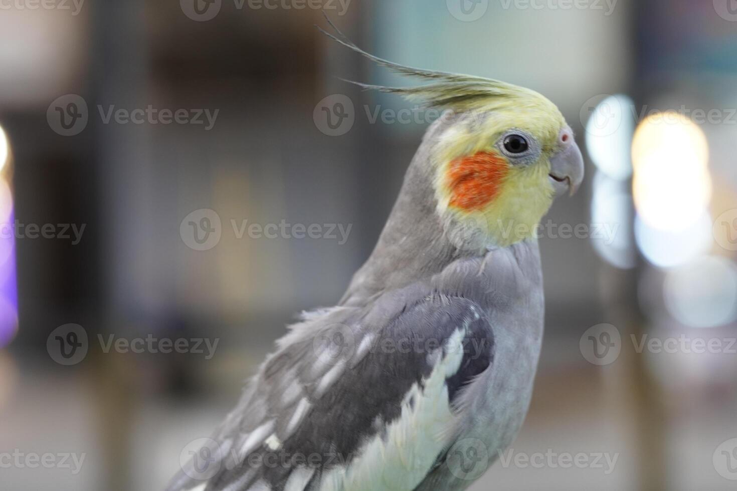 A close up of a parrot with a yellow and gray head photo