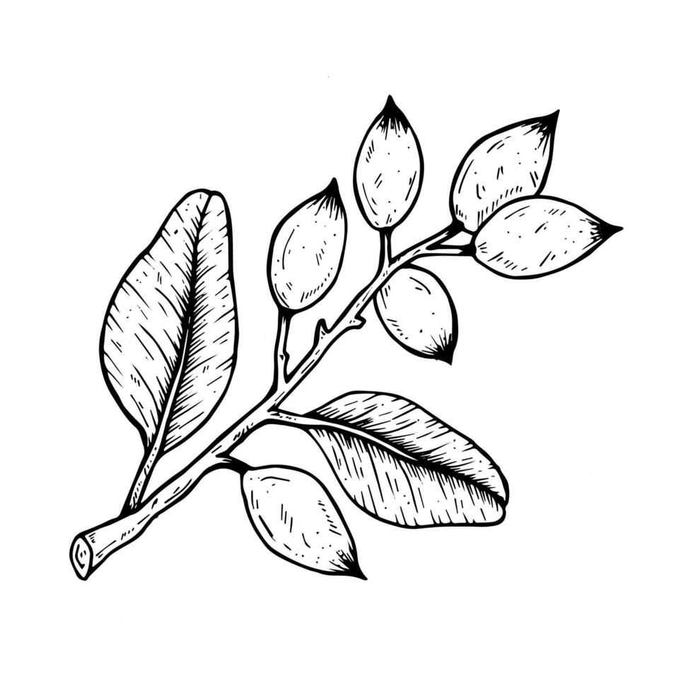 Graphics botanical black and white illustration with pistachios branch. Black line hand drawn sketch in engraved style vector