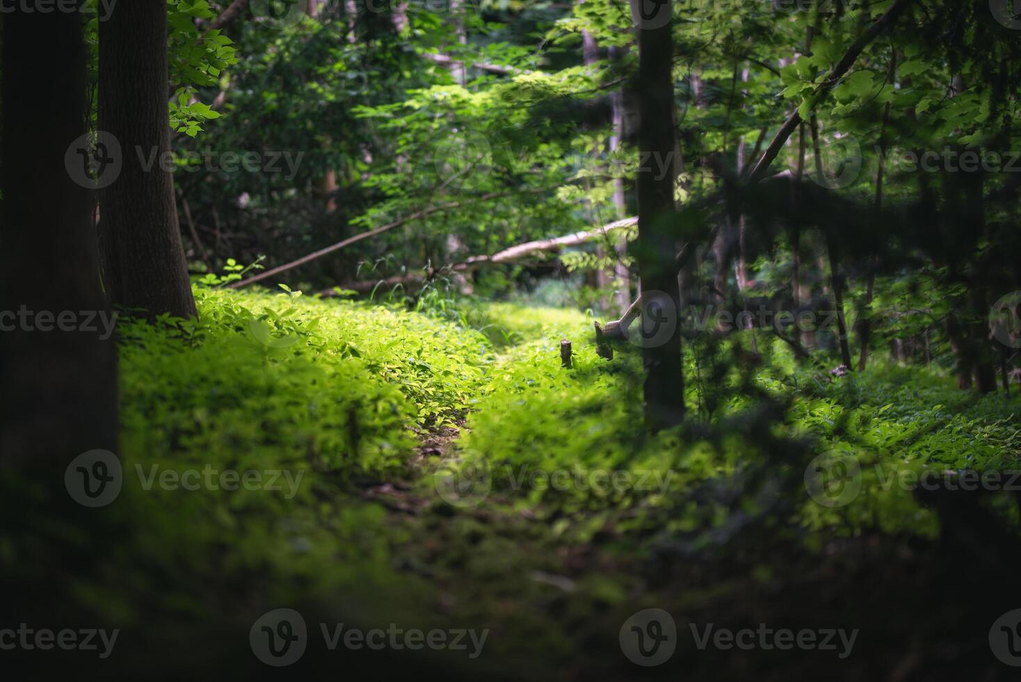 Moss covering tree remains in dark forest in Yorkshire, UK. photo