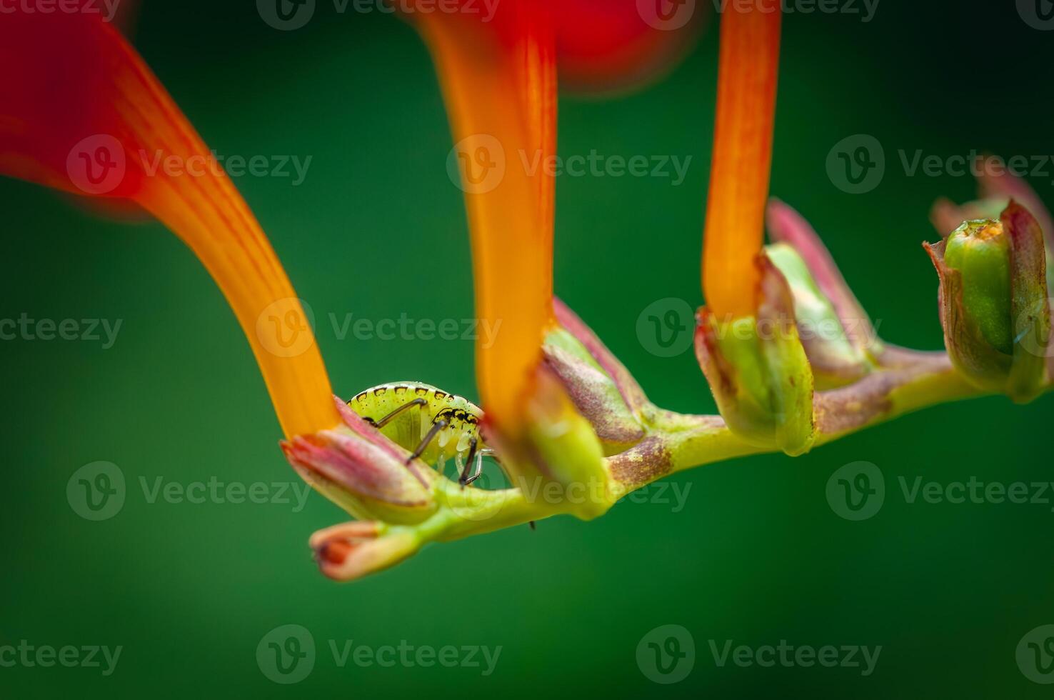 Random green bug sitting away on a orange flower. photo