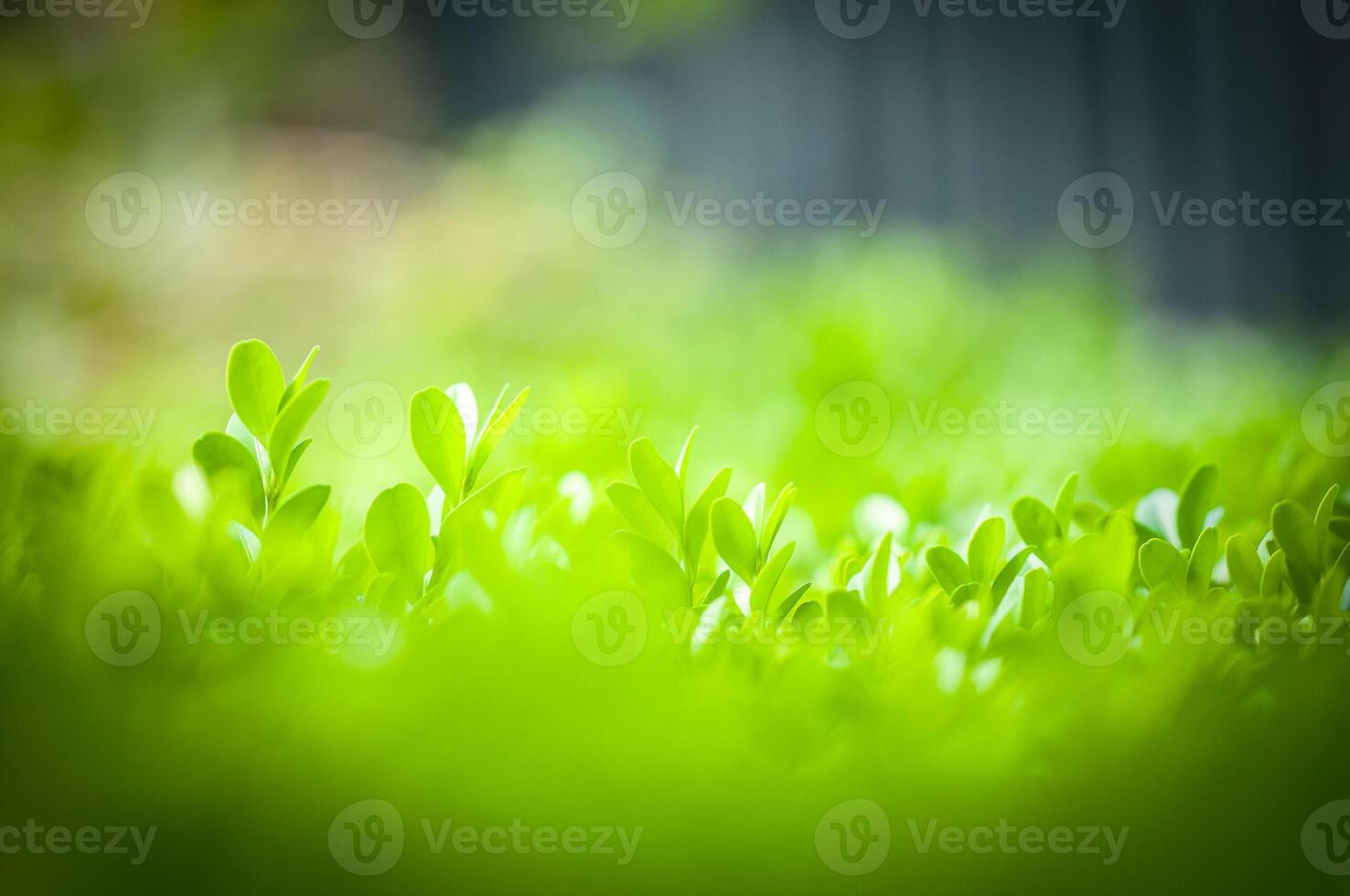 The vibrant green foliage with a soft and gentle focus creates a perfect setting. photo