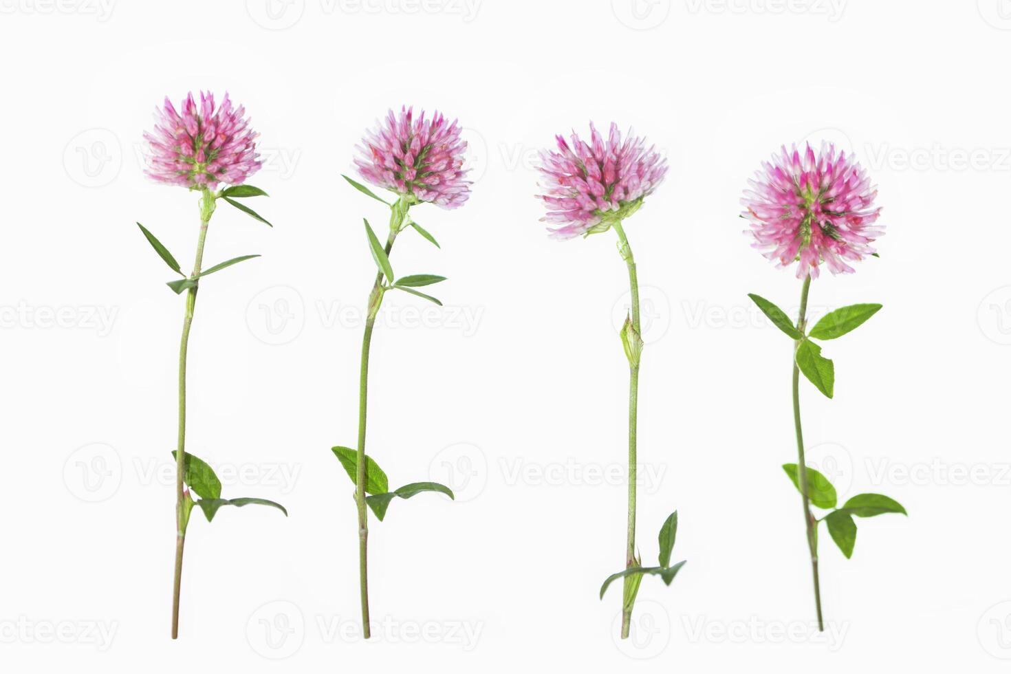Wild red clover Trifolium pratense. photo