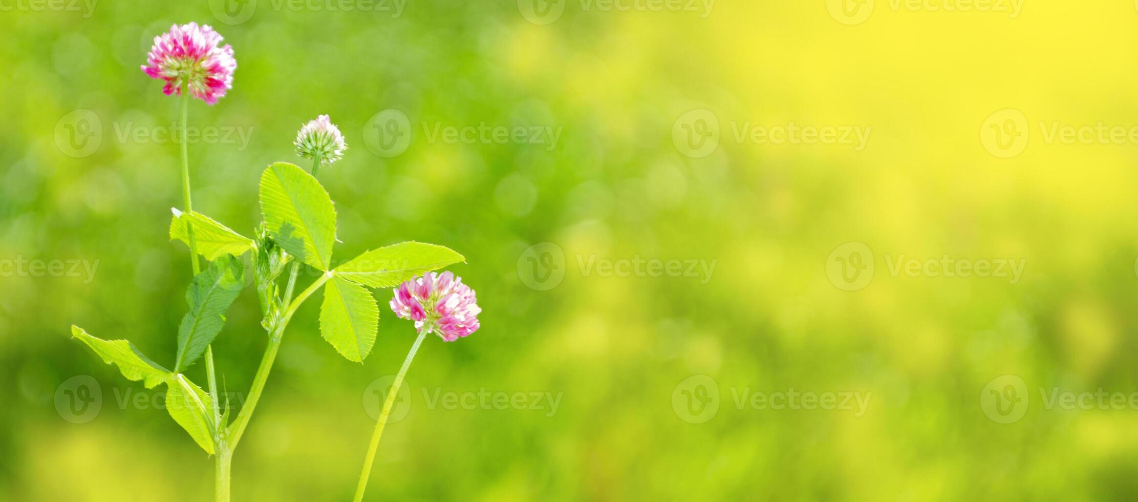Blooming clover bushes with sunlight in the background on sunny day photo
