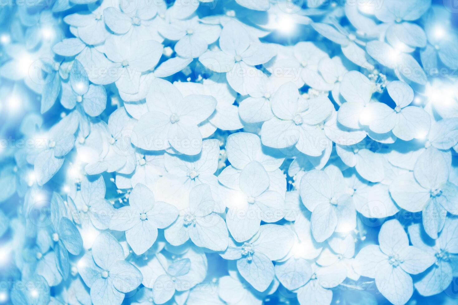 nature. natural floral abstract background of delicate hydrangea flowers. photo