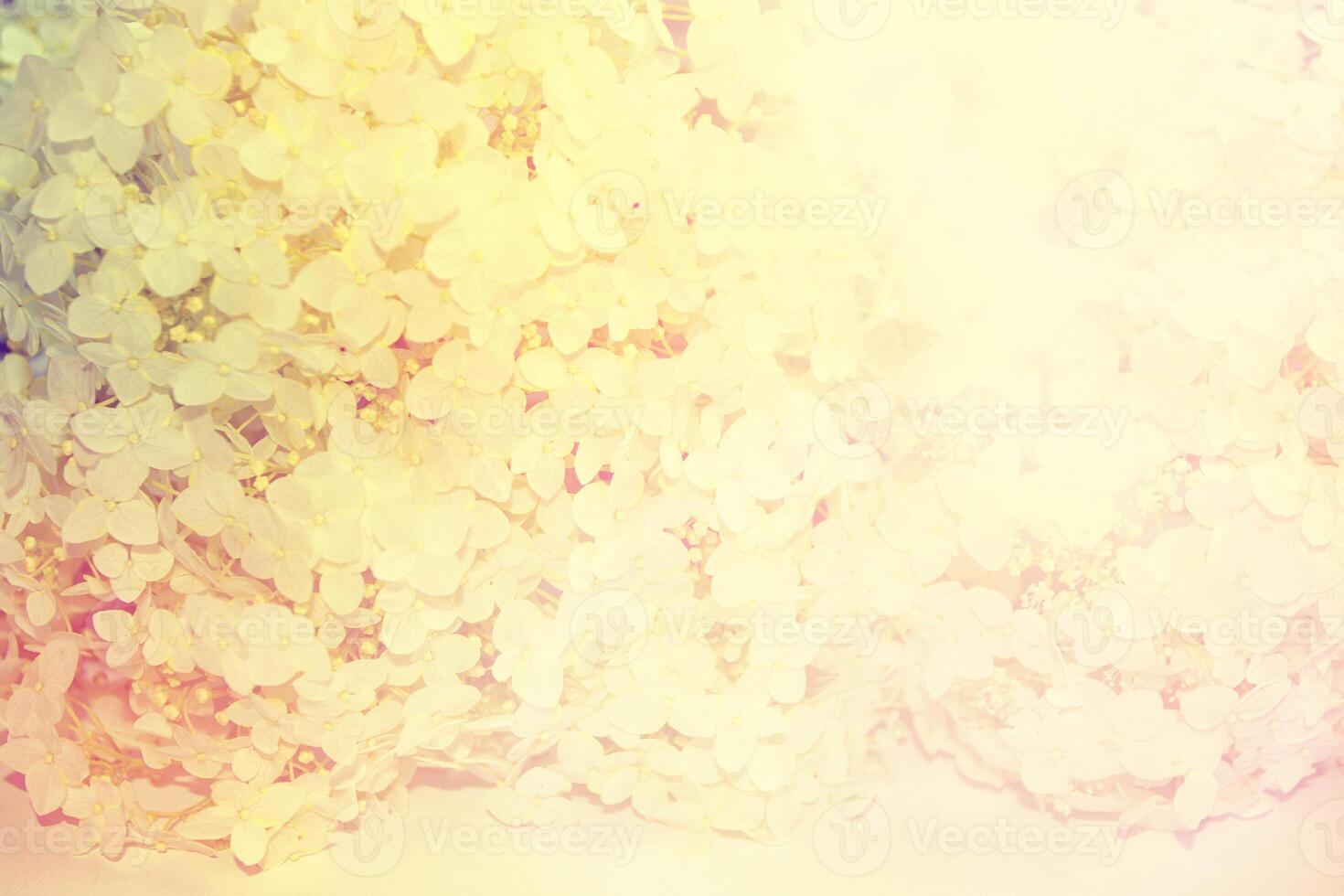 nature. natural floral abstract background of delicate hydrangea flowers. photo