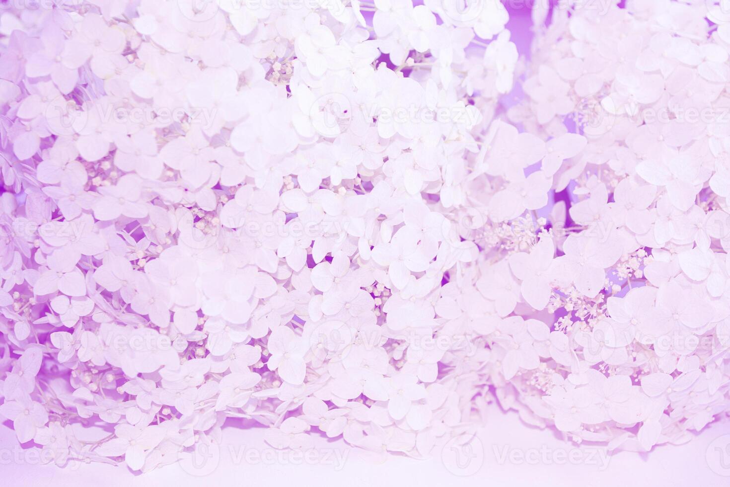 nature. Soft focus. natural floral abstract background of delicate hydrangea flowers. photo