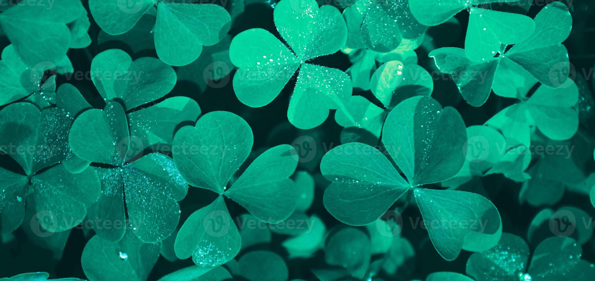 St. Patrick's Day. Green clover leaves on a background summer landscape. St.Patrick 's Day photo