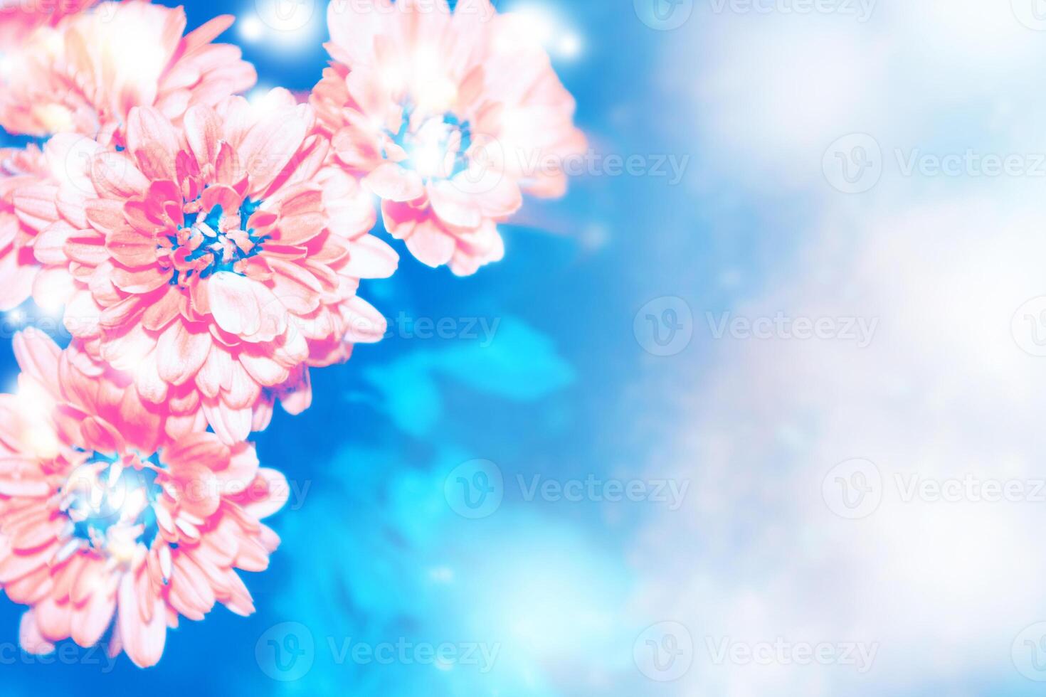 Colorful chrysanthemum flowers on a background of the autumn landscape photo