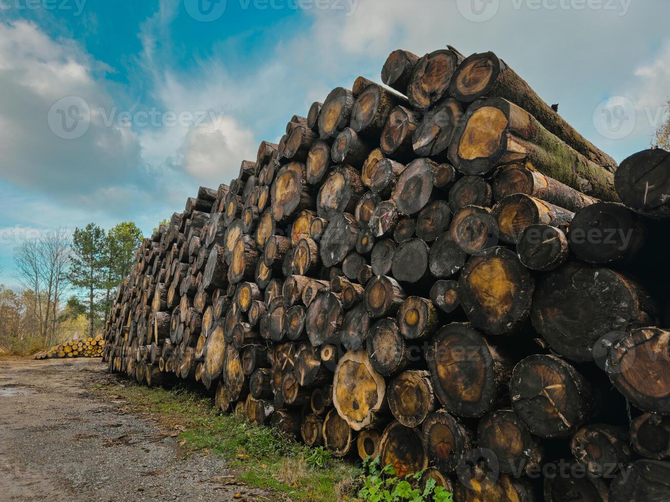Storage of logs for the winter photo
